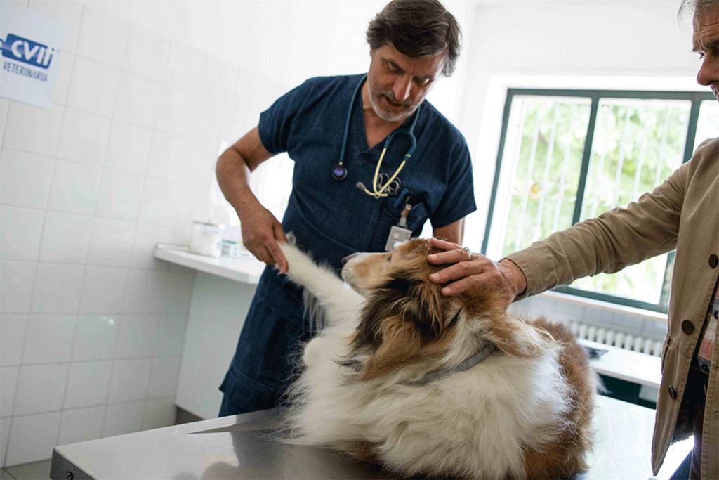 La displasia nel cane