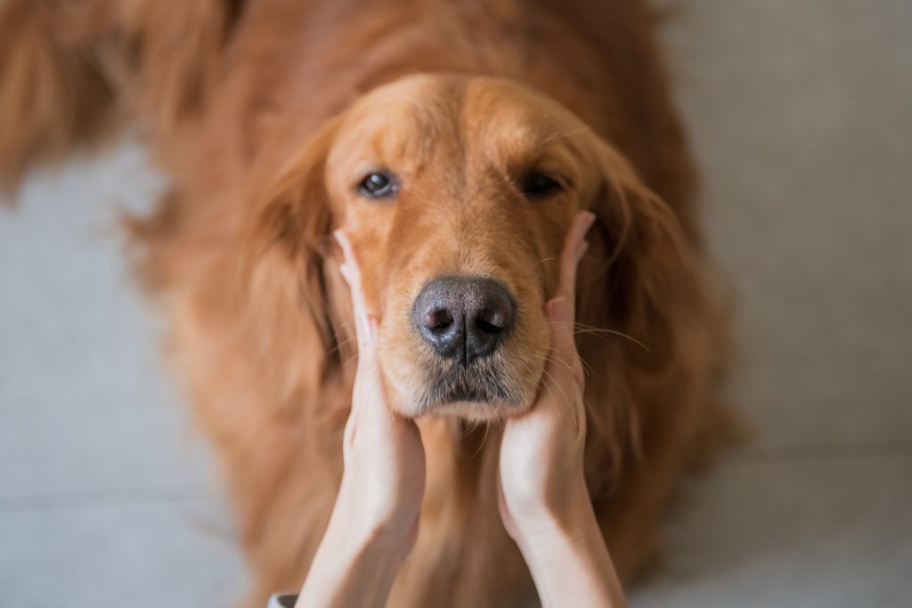 Cosa fare se il tuo cane è punto da un insetto