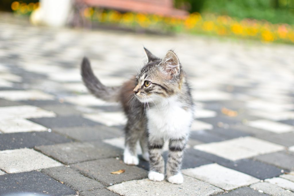 Smarrire il proprio gatto