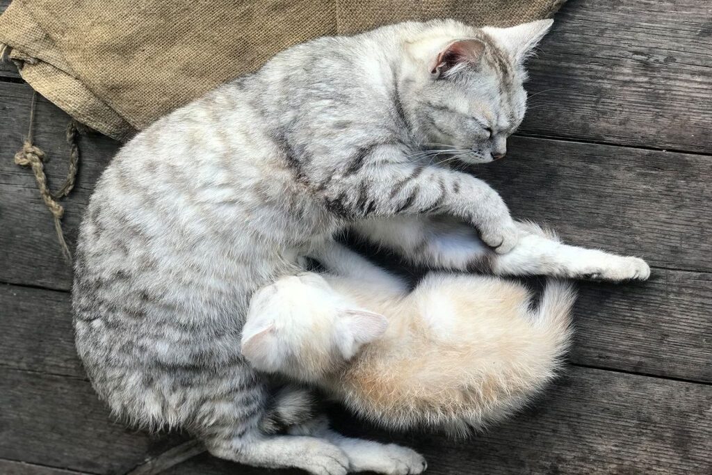 L'allattamento dei gatti