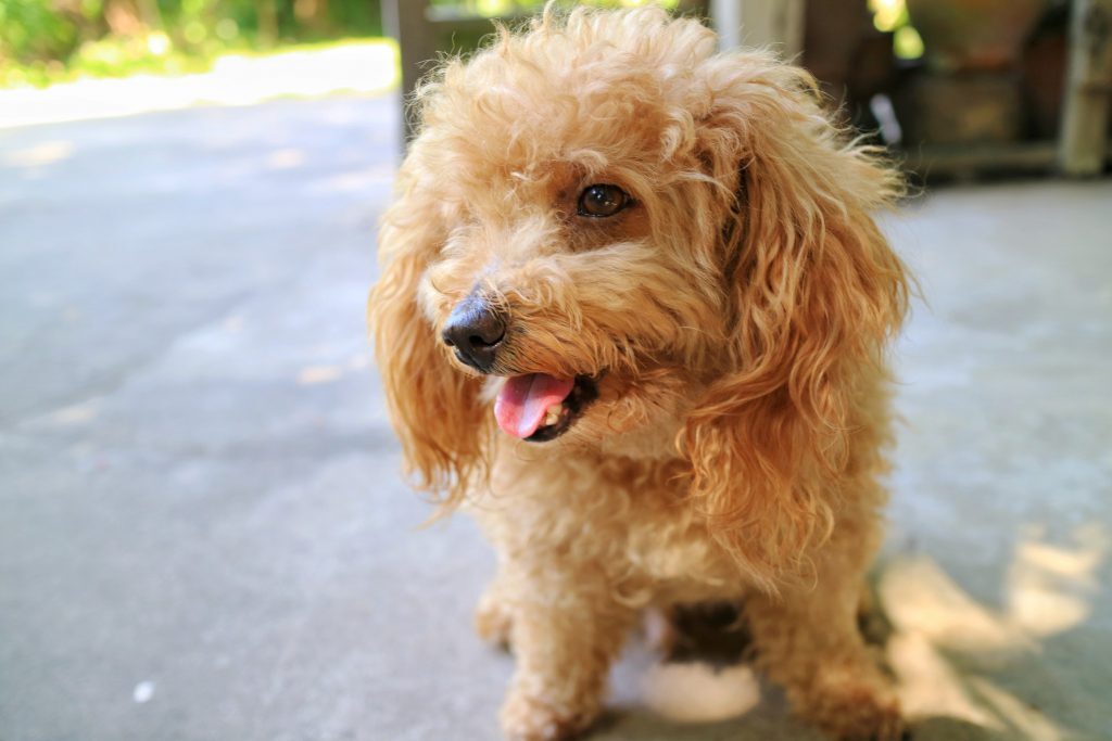 Il colpo di calore nei cani