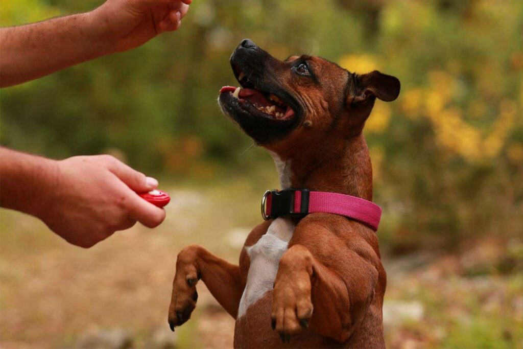Educazione del cane: alcuni suggerimenti