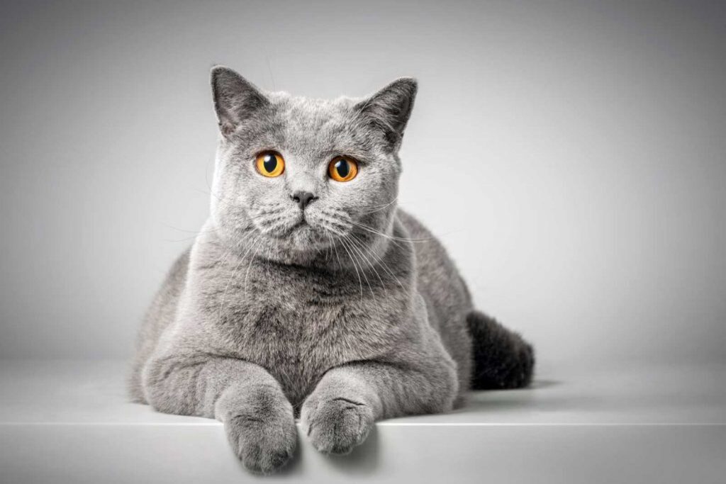 Calore della gatta: quanto dura e cosa fare?