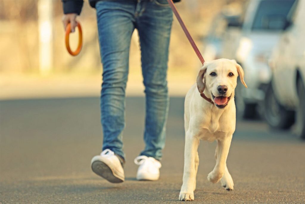 Passeggiata con il cane: perché fa bene anche a noi