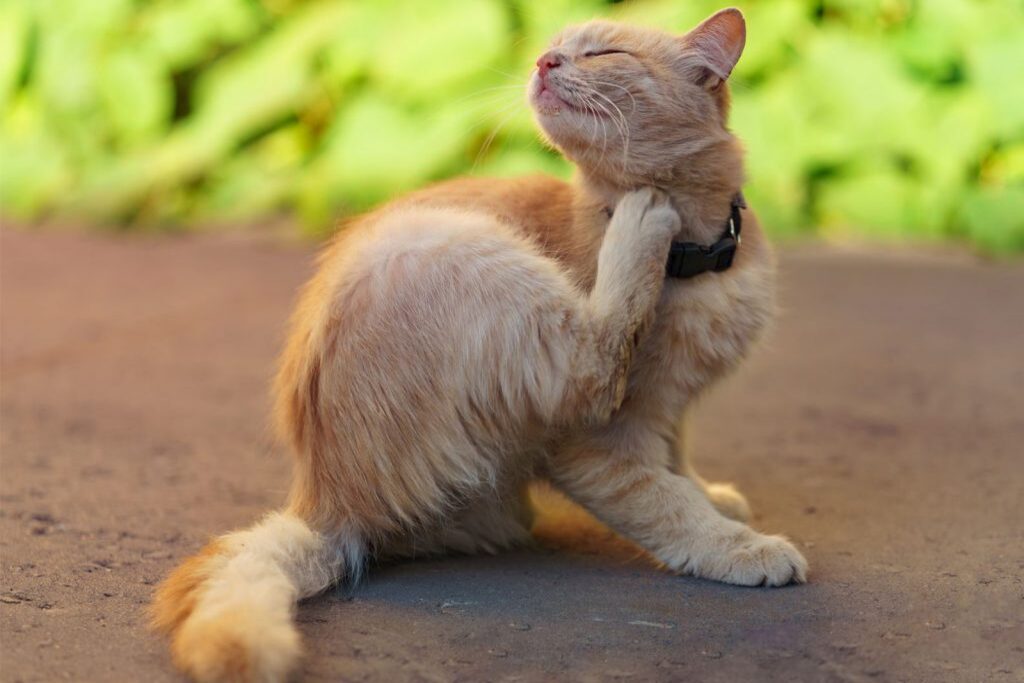 Pulci e zecche: pericolo per il gatto in primavera