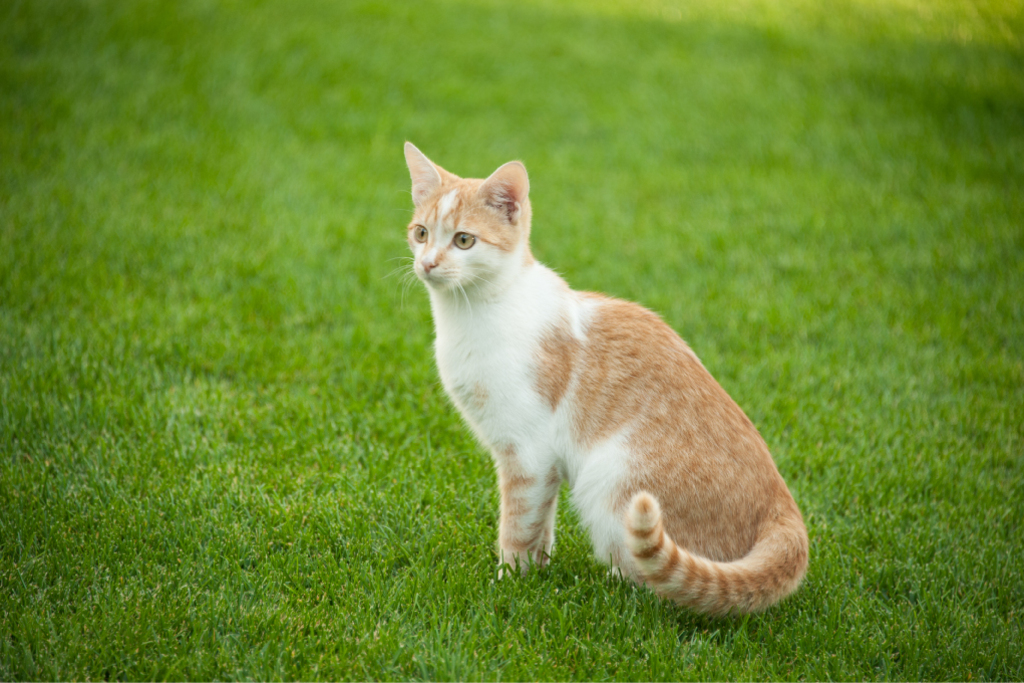 Il richiamo per gatti