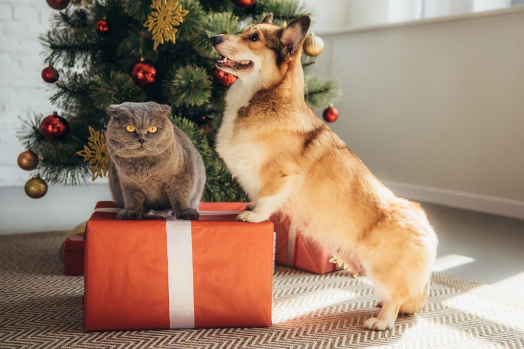 Idee regalo per cani e gatti