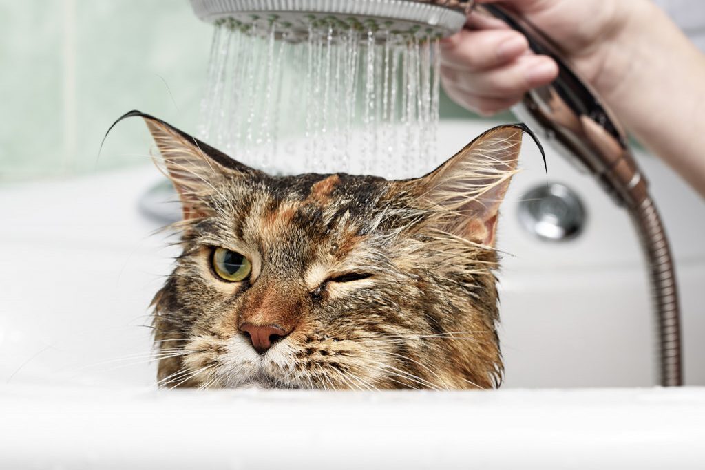 Perché i gatti hanno paura dell’acqua?