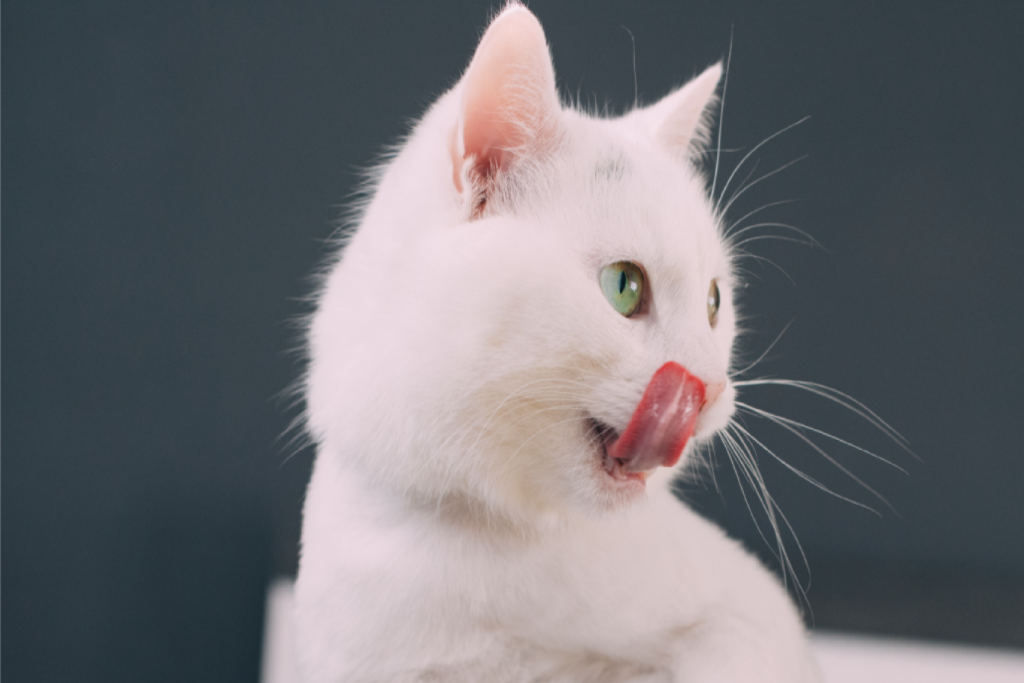 La stomatite del gatto