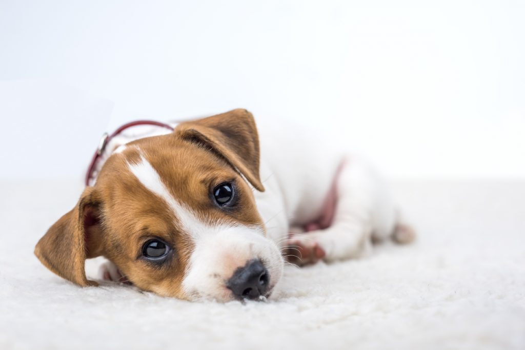 Cosa puoi fare se il tuo cane vomita?