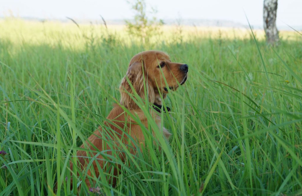 Forasacchi: una minaccia per la salute del cane
