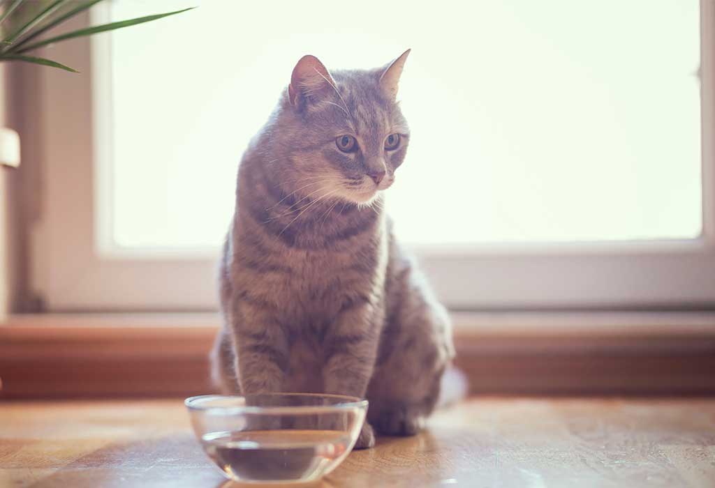 Acqua: la sua importanza per la salute del gatto