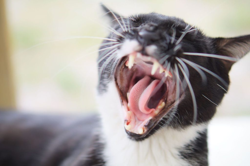 Anche il gatto può soffrire di stress? Come comportarsi