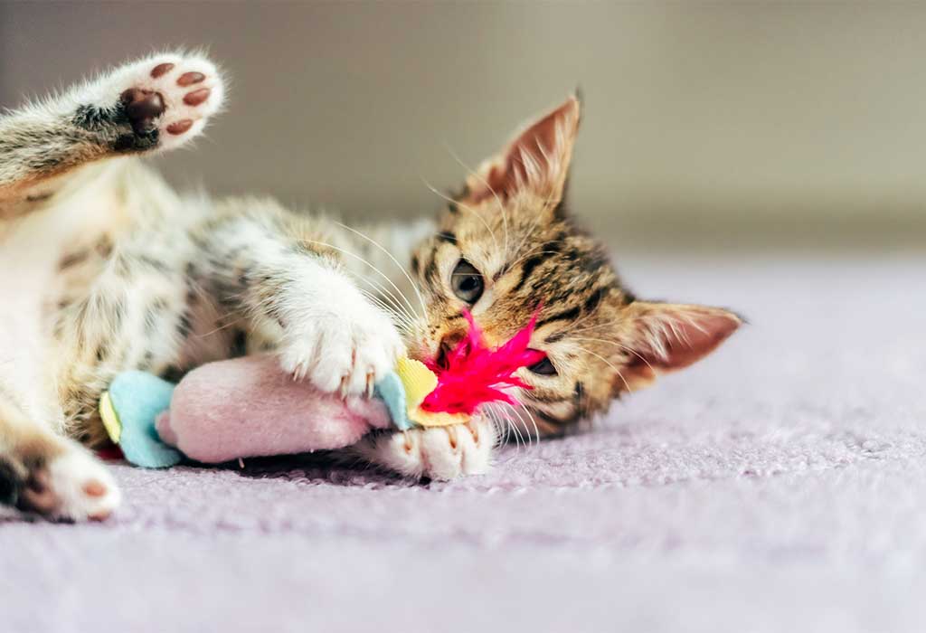 Gatto e gioco: come divertirsi insieme