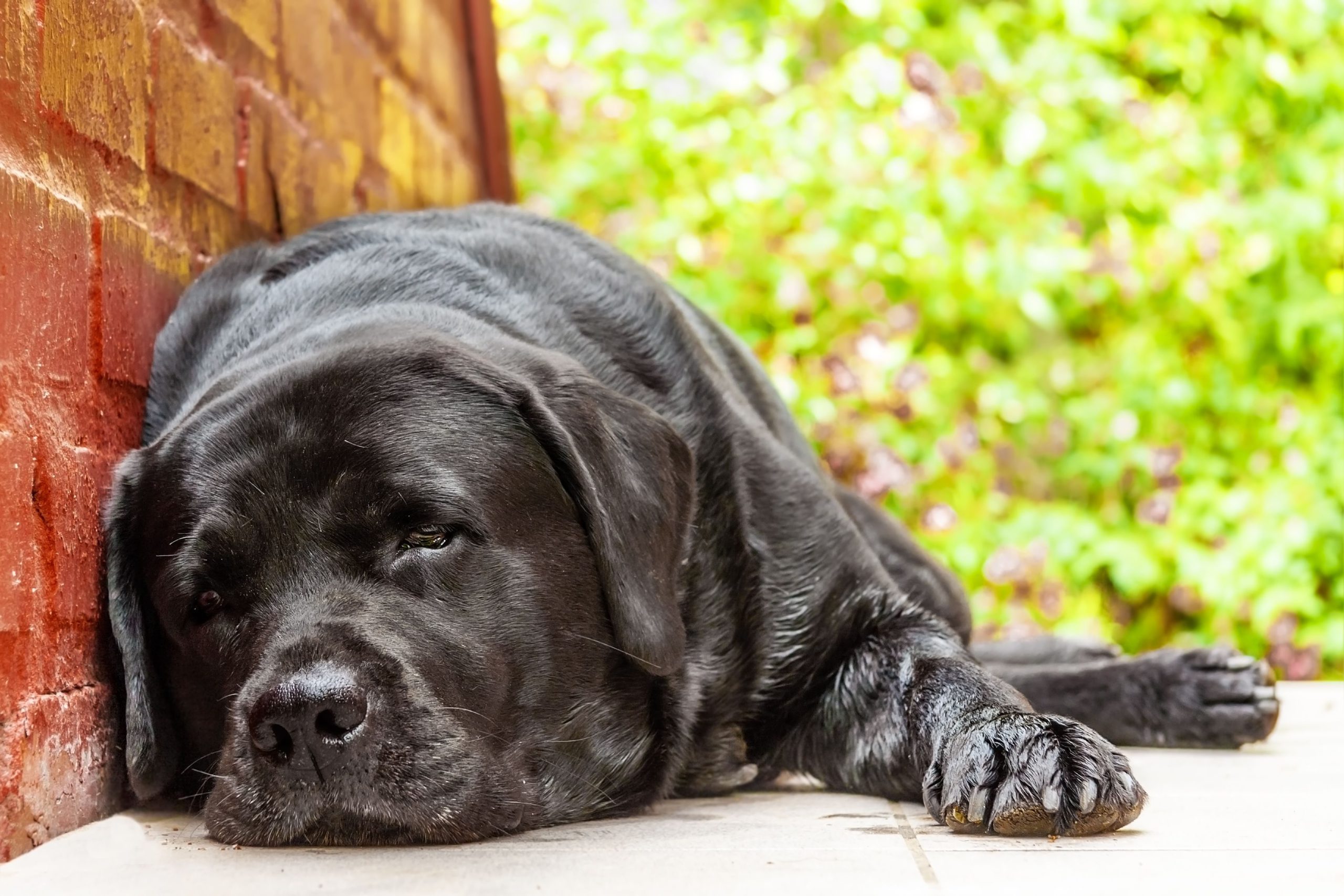 Colpo di calore nel cane: come prevenirlo e come trattarlo?