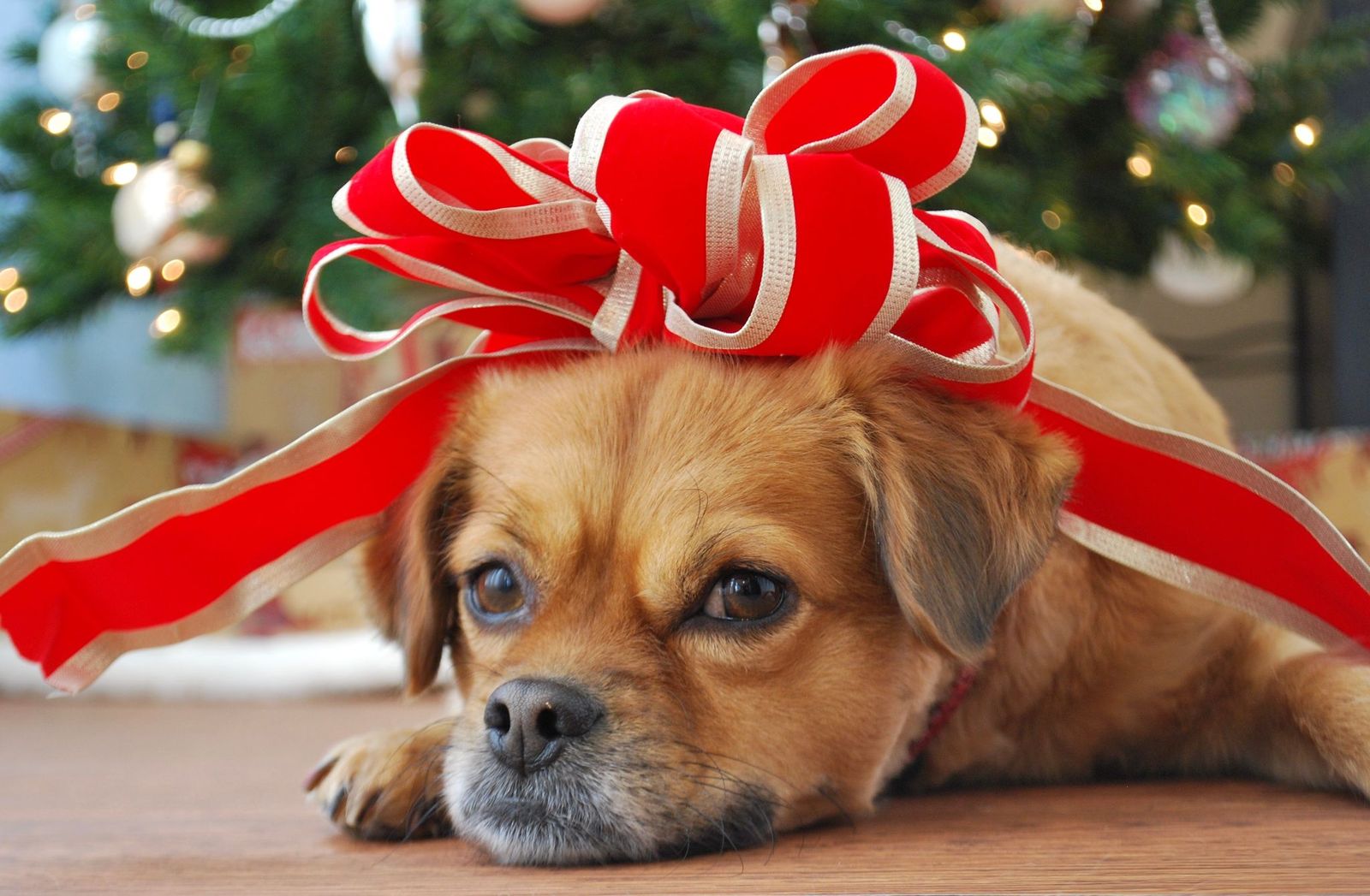 Si avvicina Natale: i motivi per non regalare un cane