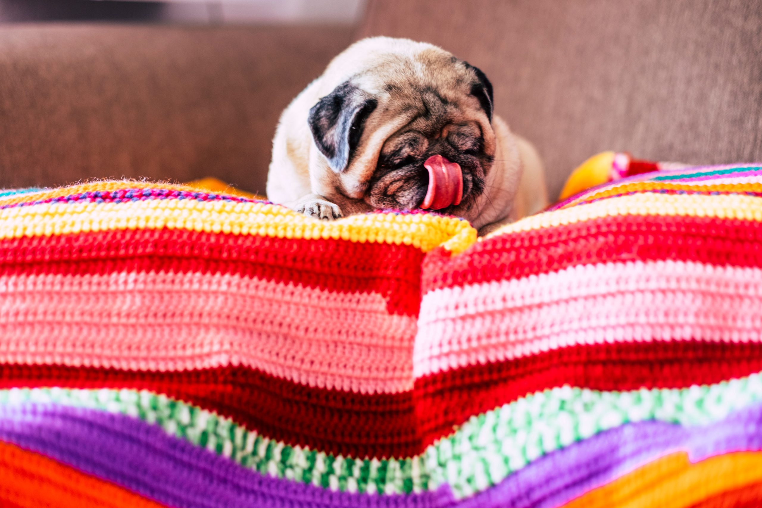 Starnuto inverso del cane: quando bisogna preoccuparsi?