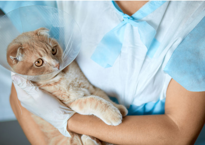 Collare Elisabettiano: come, quando e perché 