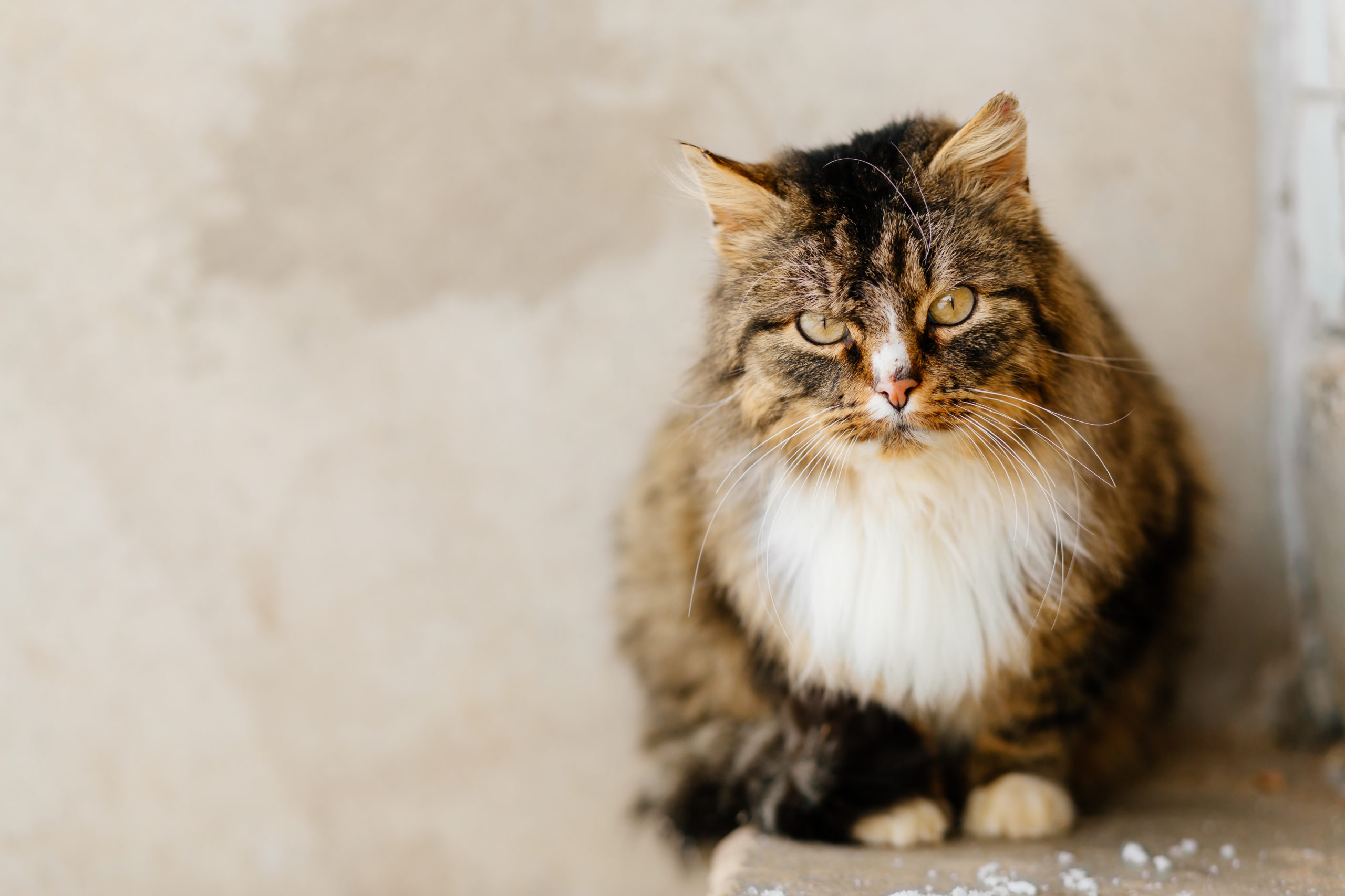 Se il tuo gatto viene morso da un gatto randagio?