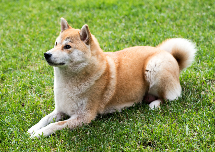 Come devono essere le feci del cane?