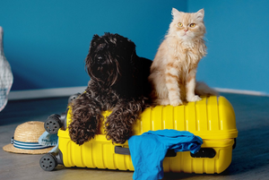 Vacanze con cani e gatti: come viaggiare senza stress
