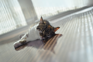 Gatti e temperature elevate: come riconoscere e affrontare il colpo di calore