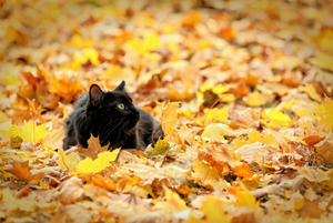 Cambio di stagione: come aiutare il tuo gatto ad affrontare l’autunno