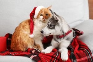 Natale e Capodanno: come aiutare cani e gatti a vivere le feste senza stress