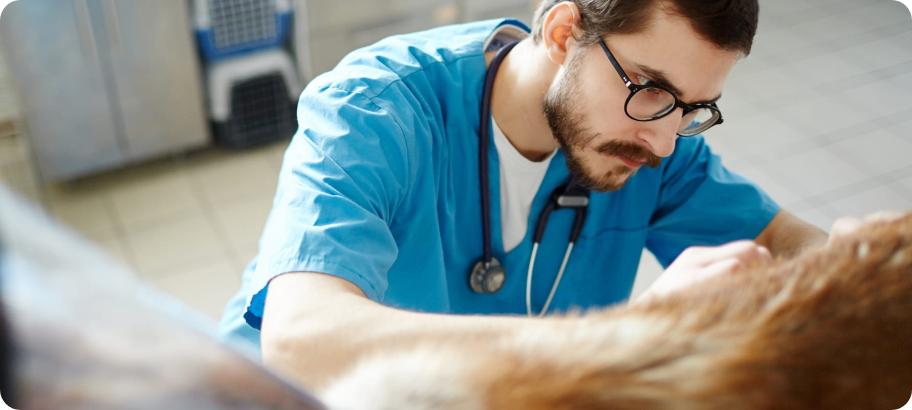 Network di veterinari<br>per i veterinari