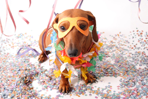 Il Carnevale con cani e gatti: piccoli accorgimenti per il loro benessere