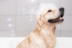 L’importanza dell’igiene del cane: dalla pulizia quotidiana al momento del bagno